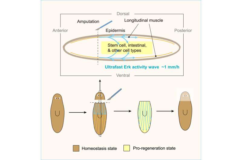 Regeneration appears to be a whole-body affair